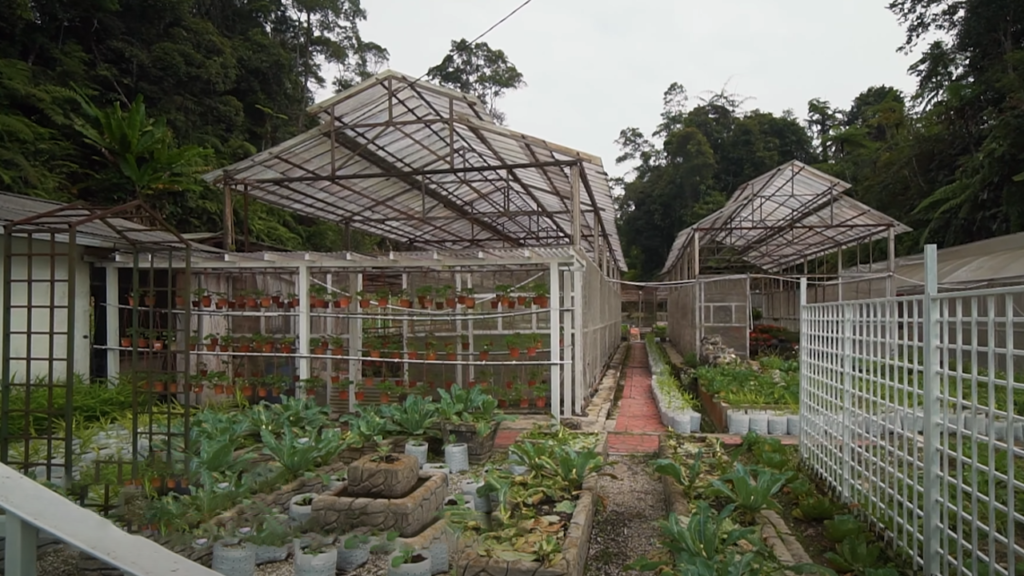 A farm in Fraser's Hill, producing fresh vegetables and fruits malaysia latest news sport news malaysianews.my